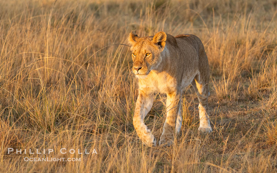 Lion in the Mara North Conservancy, Greater Masai Mara, Kenya., Panthera leo, natural history stock photograph, photo id 39684