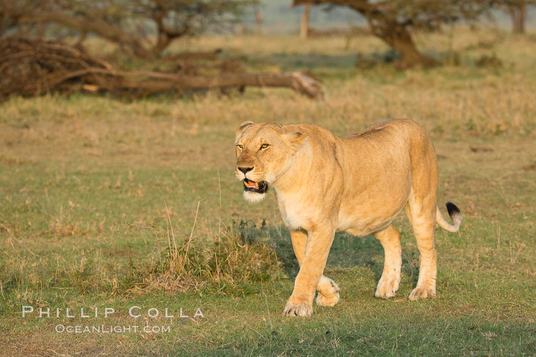 Lion, Olare Orok Conservancy, Kenya., Panthera leo, natural history stock photograph, photo id 30122