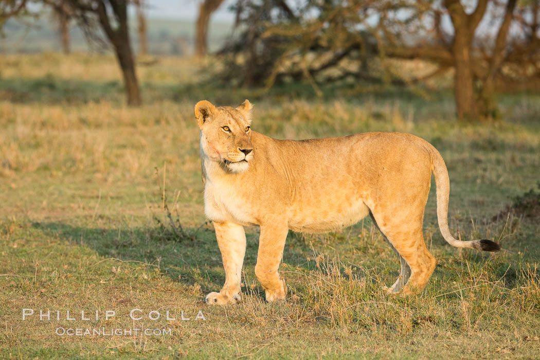 Lion, Olare Orok Conservancy, Kenya., Panthera leo, natural history stock photograph, photo id 30120