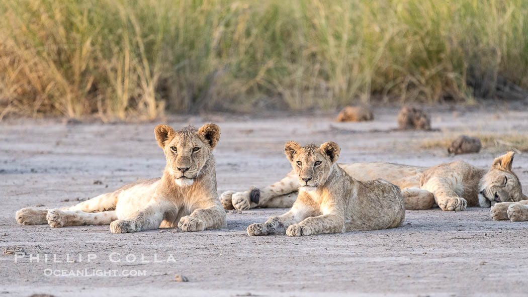 Lion Pride relaxing at sunset, not yet stirring from their heat-of-the-day nap, Amboseli National Park. Kenya, Panthera leo, natural history stock photograph, photo id 39734