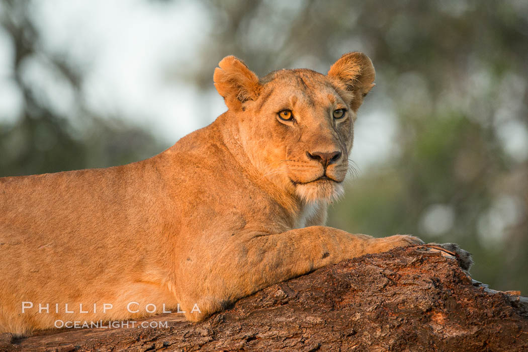 Lion in a tree in warm light at sunrise, Maasai Mara National Reserve, Kenya., Panthera leo, natural history stock photograph, photo id 29872