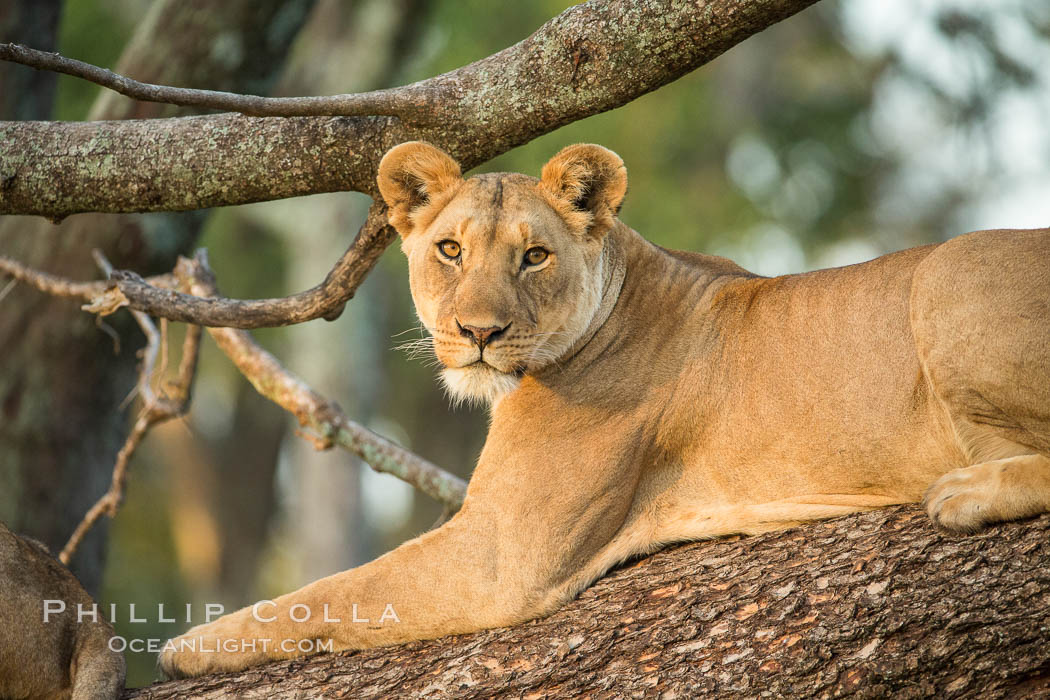 Lion in a tree, Maasai Mara National Reserve, Kenya., Panthera leo, natural history stock photograph, photo id 29879