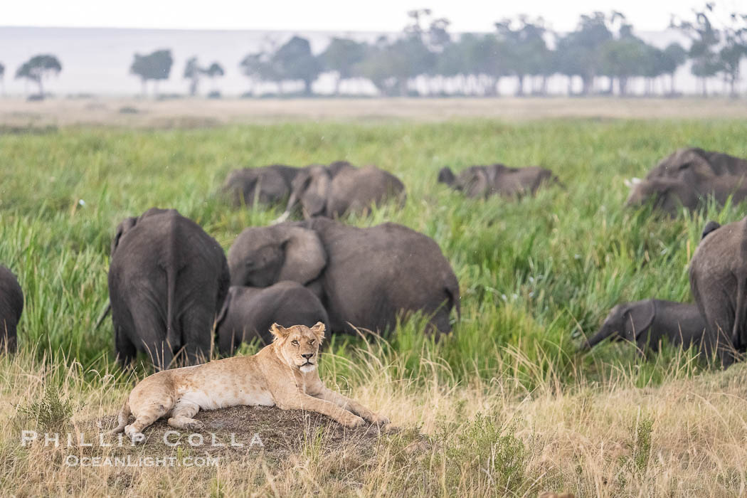 Lioness and Elephants in Marsh, Masai Mara, Kenya., Panthera leo, natural history stock photograph, photo id 39641