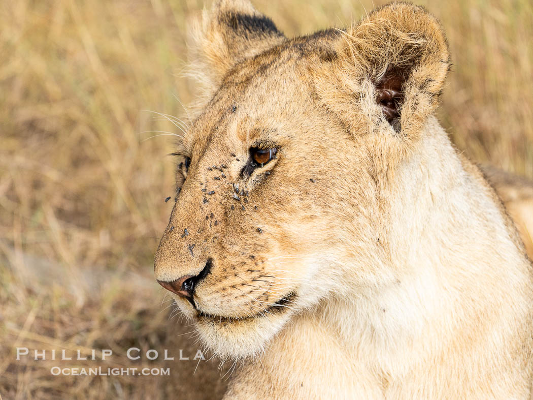 Lioness in the Masai Mara, Kenya. Maasai Mara National Reserve, Panthera leo, natural history stock photograph, photo id 39636