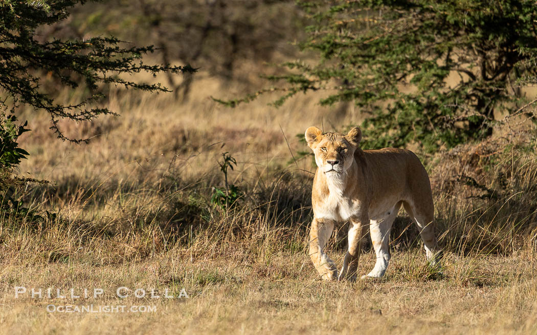 Lioness travelling over open savannah, Mara North Conservancy, Kenya., Panthera leo, natural history stock photograph, photo id 39750