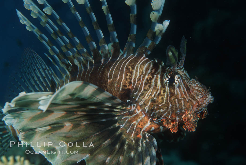 Lionfish. Egyptian Red Sea, Pterois miles, natural history stock photograph, photo id 05240