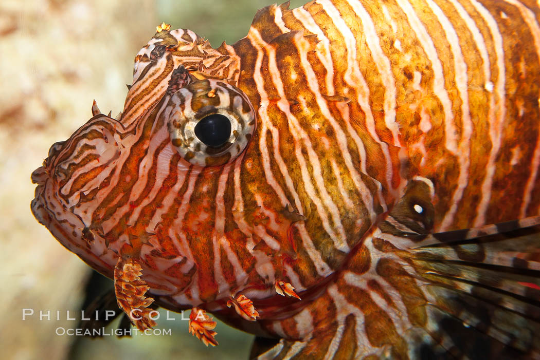 Lionfish., Pterois volitans, natural history stock photograph, photo id 12931