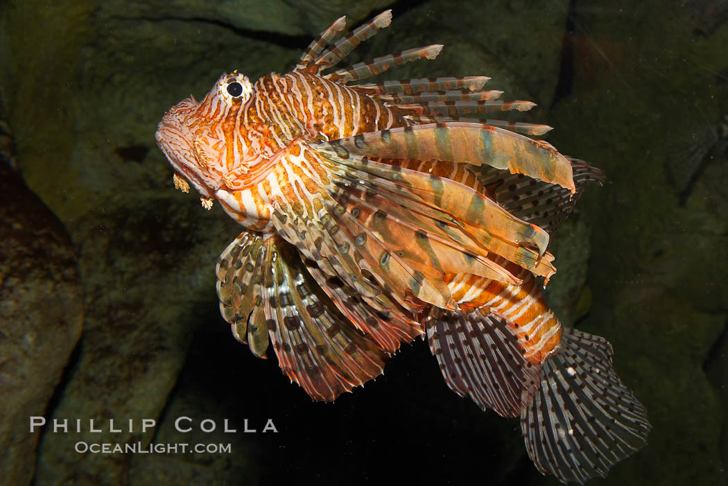 Lionfish., Pterois volitans, natural history stock photograph, photo id 12925