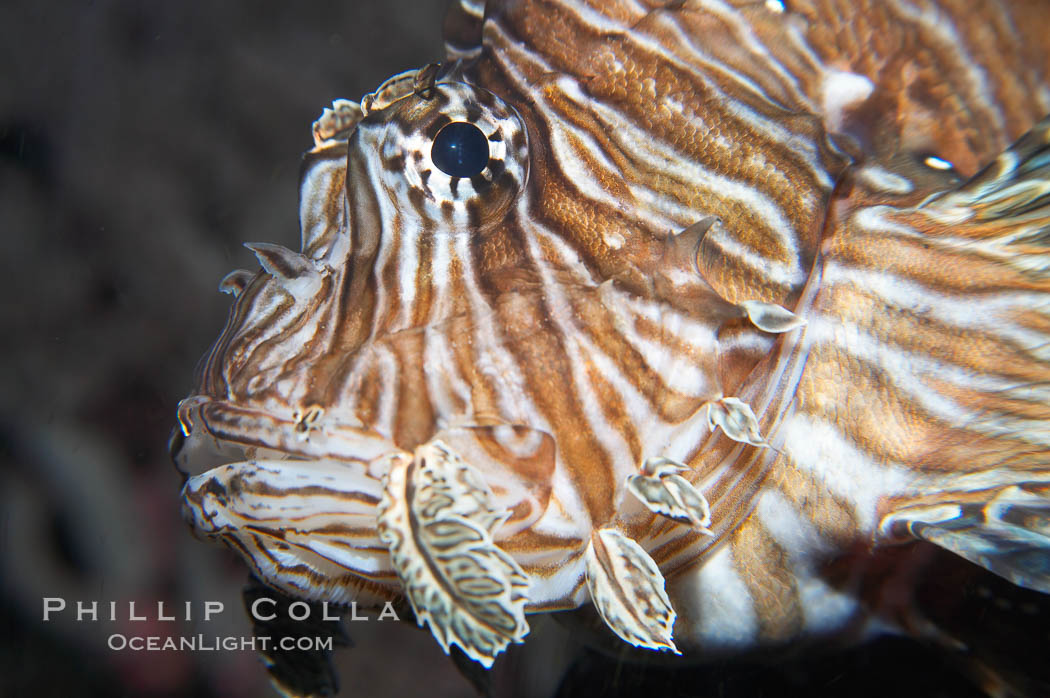 Lionfish., Pterois miles, natural history stock photograph, photo id 14510