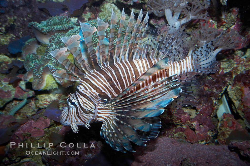 Lionfish., Pterois miles, natural history stock photograph, photo id 11820