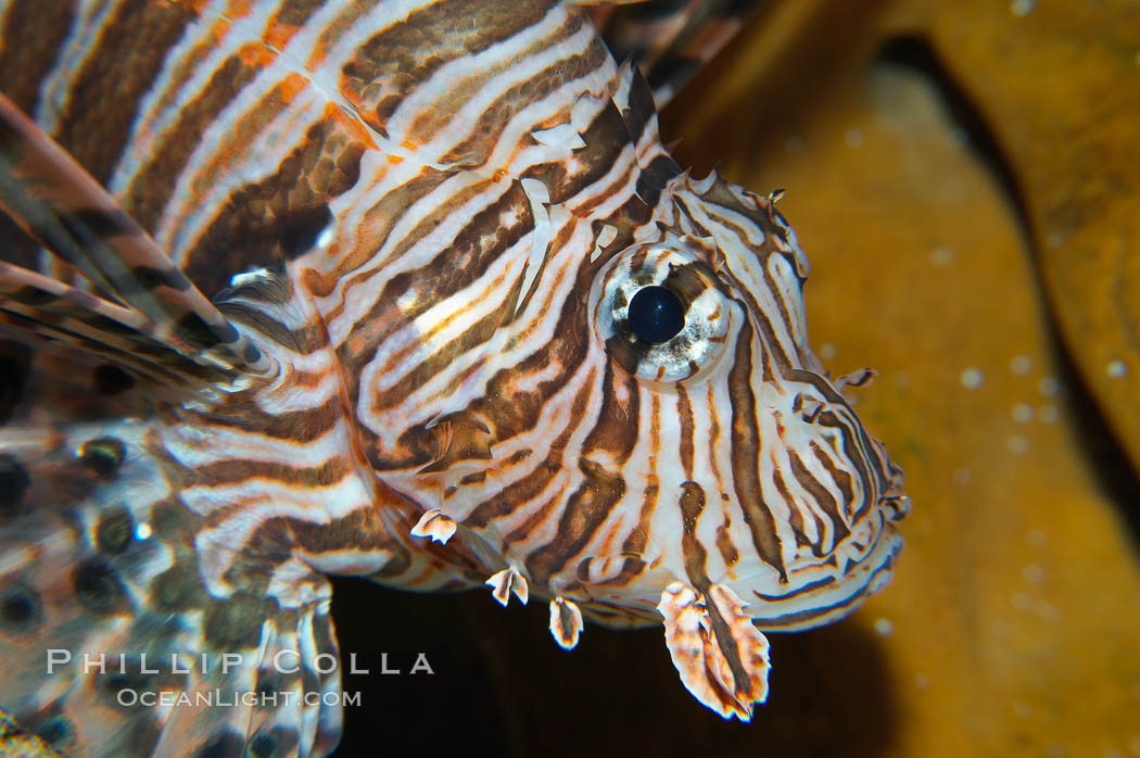 Lionfish., Pterois miles, natural history stock photograph, photo id 14700