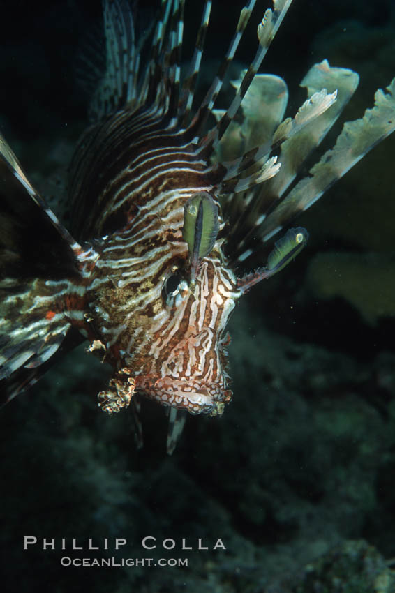 Lionfish. Egyptian Red Sea, Pterois miles, natural history stock photograph, photo id 05263