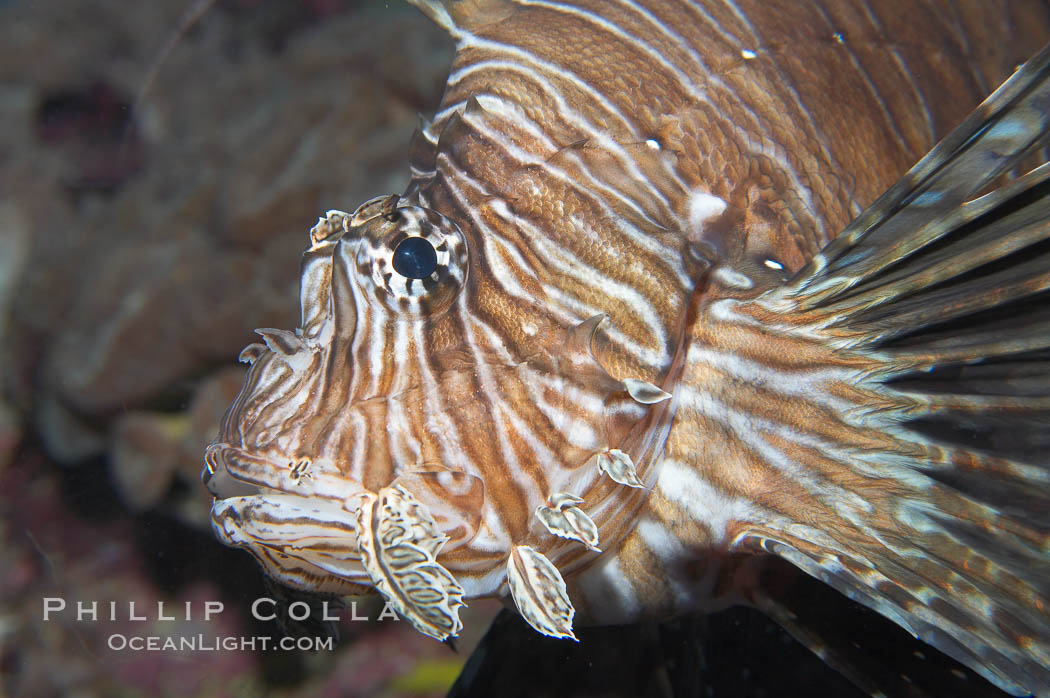 Lionfish., Pterois miles, natural history stock photograph, photo id 14507