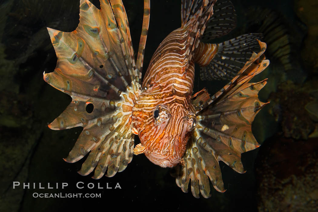 Lionfish., Pterois volitans, natural history stock photograph, photo id 12929