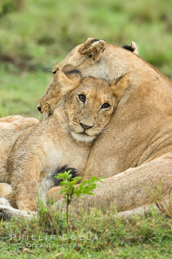 Lionness and cub, Maasai Mara National Reserve, Kenya., Panthera leo, natural history stock photograph, photo id 29867