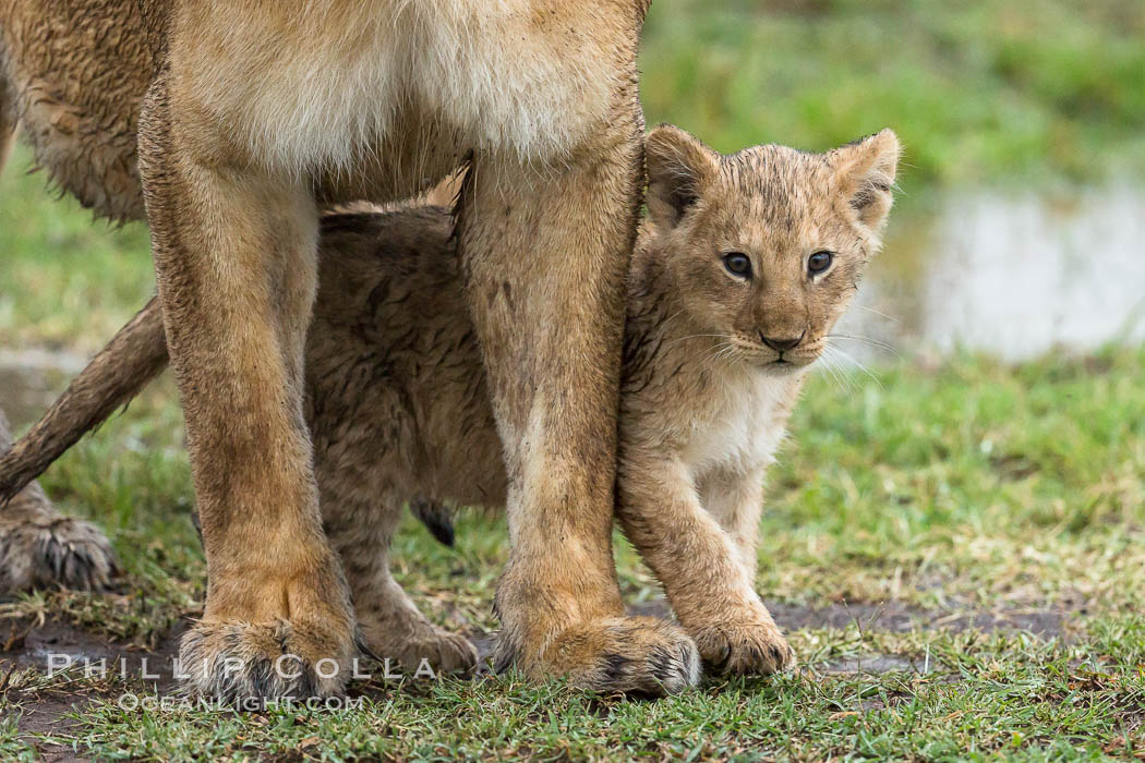 Lionness and two week old cub, Maasai Mara National Reserve, Kenya, Panthera leo