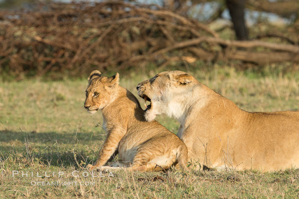 Lionness and cub, Olare Orok Conservancy, Kenya., Panthera leo, natural history stock photograph, photo id 30131
