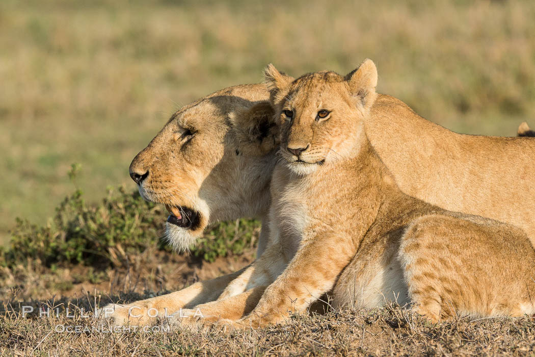 Lionness and cub, Olare Orok Conservancy, Kenya., Panthera leo, natural history stock photograph, photo id 30135