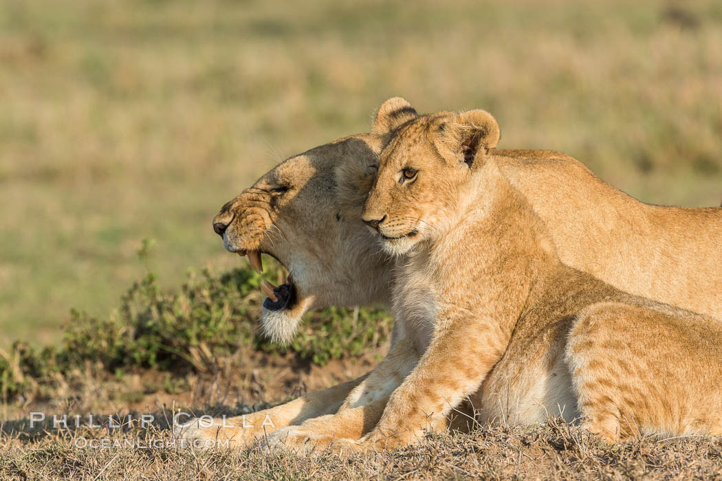 Lionness and cub, Olare Orok Conservancy, Kenya., Panthera leo, natural history stock photograph, photo id 30133