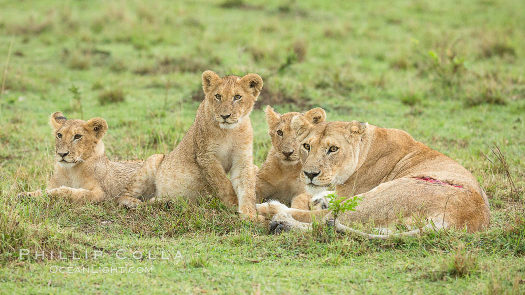 Lionness and cubs, Maasai Mara National Reserve, Kenya., Panthera leo, natural history stock photograph, photo id 29866