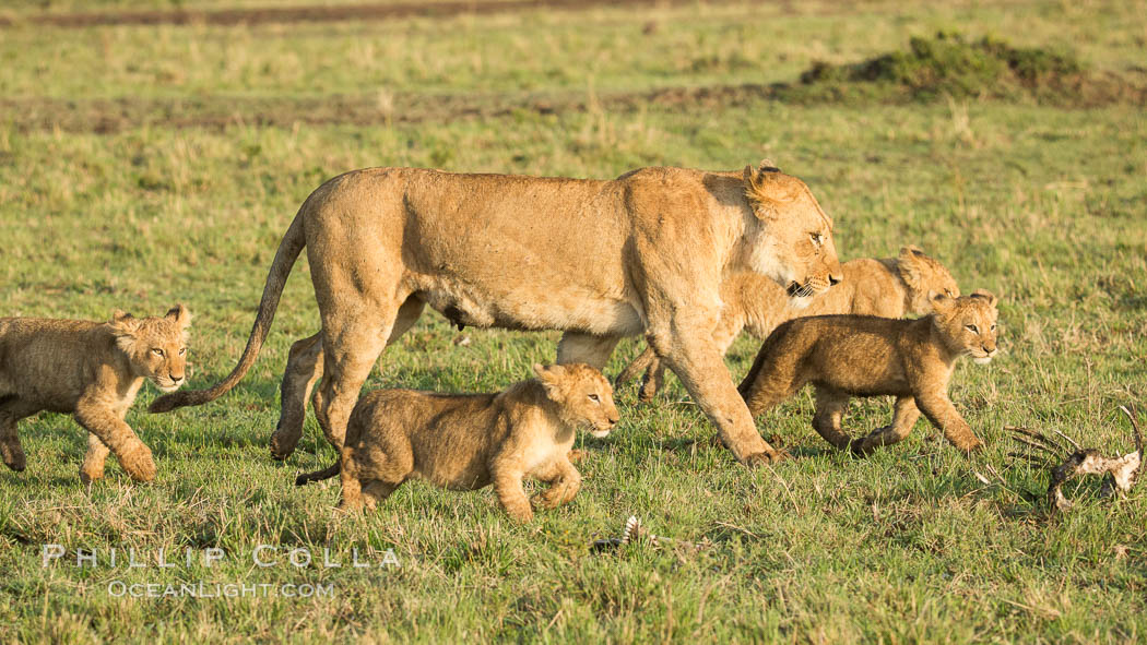 Lionness and cubs, Maasai Mara National Reserve, Kenya, Panthera leo