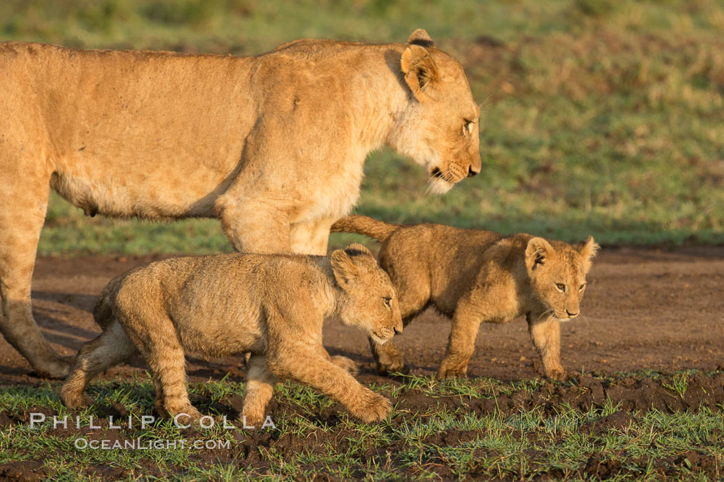 Lionness and cubs, Maasai Mara National Reserve, Kenya., Panthera leo, natural history stock photograph, photo id 29920
