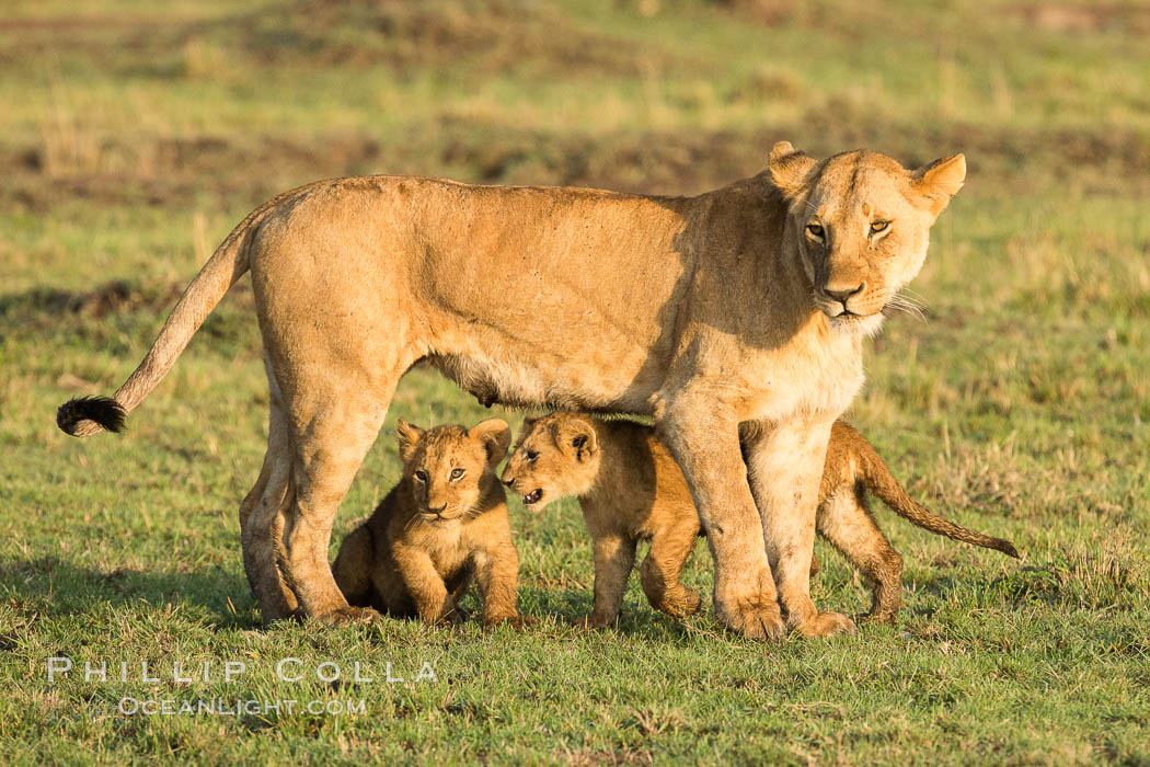 Lionness and cubs, Maasai Mara National Reserve, Kenya., Panthera leo, natural history stock photograph, photo id 29924