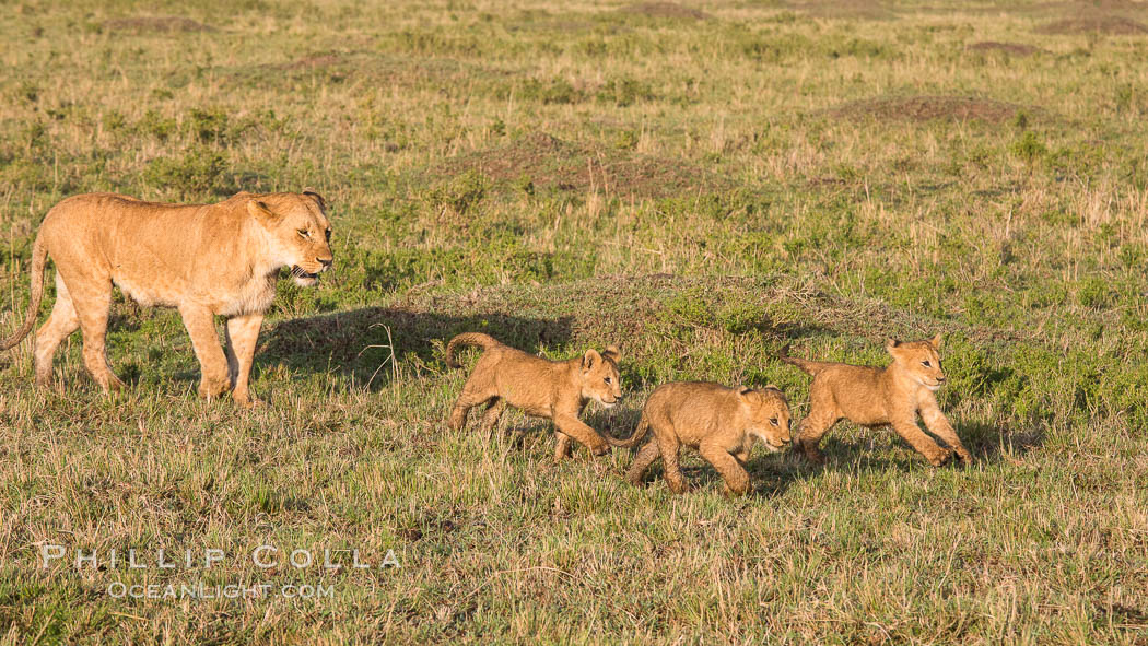 Lionness and cubs, Maasai Mara National Reserve, Kenya., Panthera leo, natural history stock photograph, photo id 29940