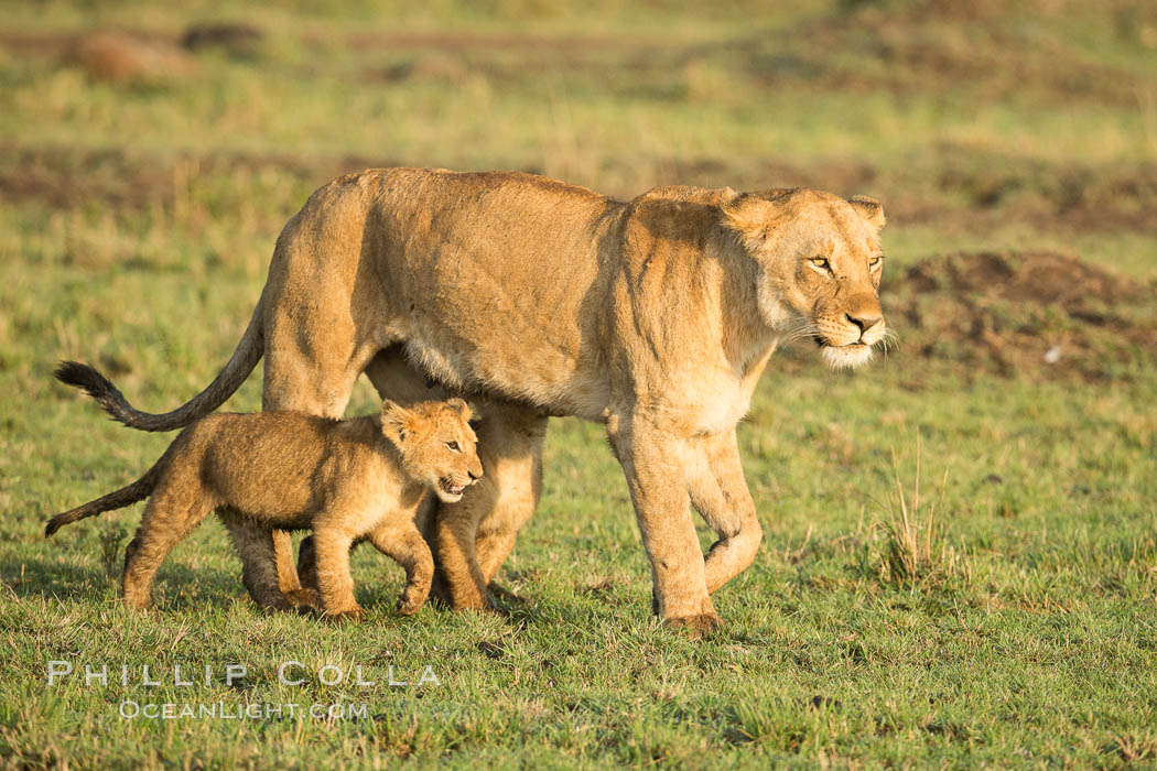 Lionness and cubs, Maasai Mara National Reserve, Kenya., Panthera leo, natural history stock photograph, photo id 29923
