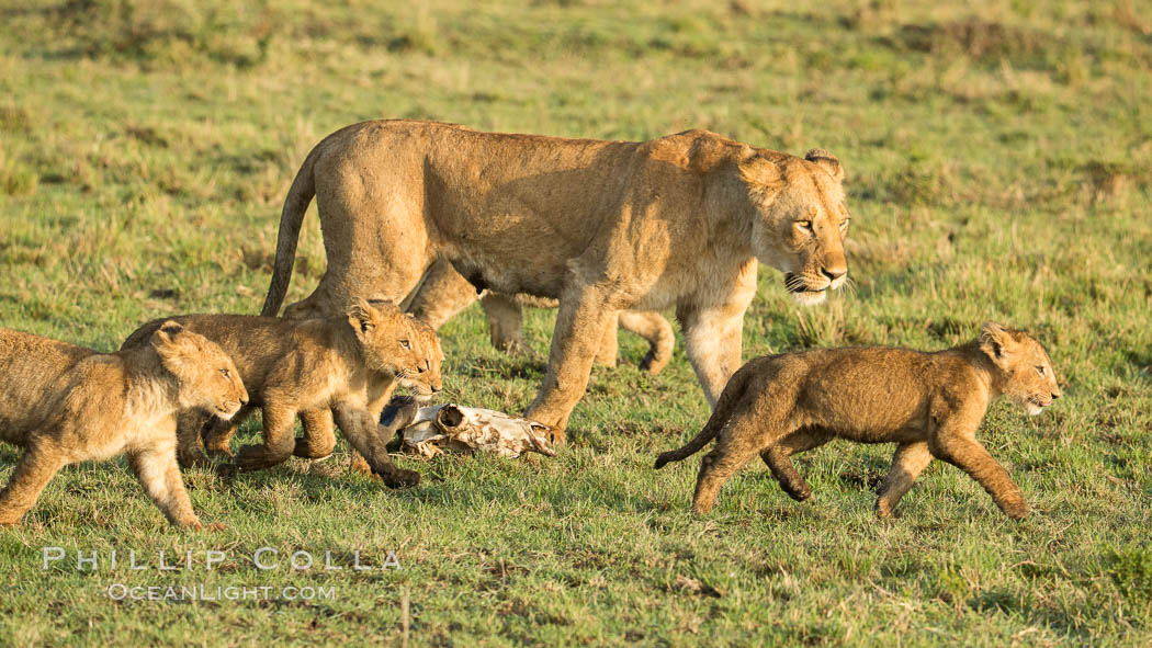 Lionness and cubs, Maasai Mara National Reserve, Kenya., Panthera leo, natural history stock photograph, photo id 29931
