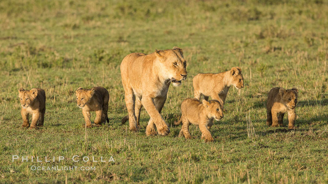 Lionness and cubs, Maasai Mara National Reserve, Kenya., Panthera leo, natural history stock photograph, photo id 29935