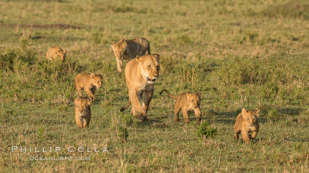Lionness and cubs, Maasai Mara National Reserve, Kenya., Panthera leo, natural history stock photograph, photo id 29937
