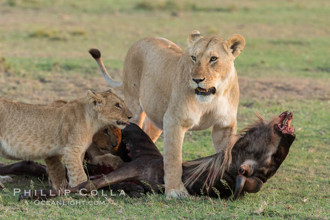 Lionness and cubs with kill, Olare Orok Conservancy, Kenya., Panthera leo, natural history stock photograph, photo id 30110