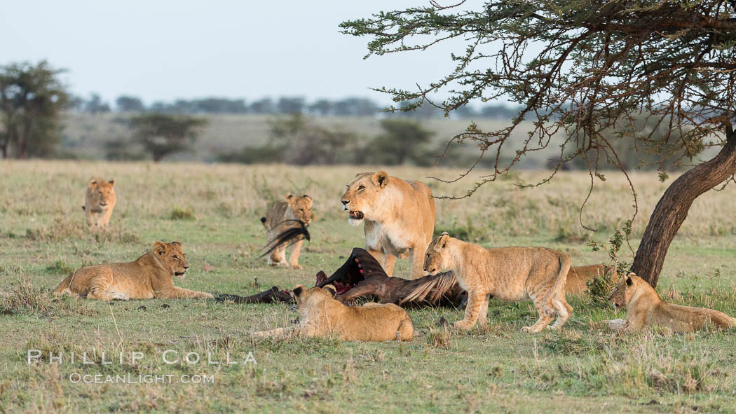 Lionness and cubs with kill, Olare Orok Conservancy, Kenya., Panthera leo, natural history stock photograph, photo id 30104