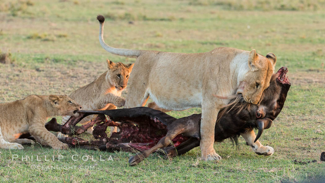 Lionness and cubs with kill, Olare Orok Conservancy, Kenya., Panthera leo, natural history stock photograph, photo id 30112