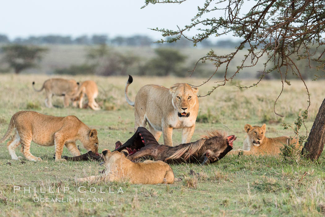 Lionness and cubs with kill, Olare Orok Conservancy, Kenya., Panthera leo, natural history stock photograph, photo id 30103