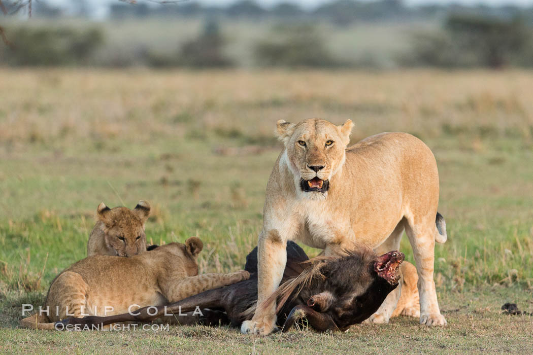 Lionness and cubs with kill, Olare Orok Conservancy, Kenya., Panthera leo, natural history stock photograph, photo id 30107
