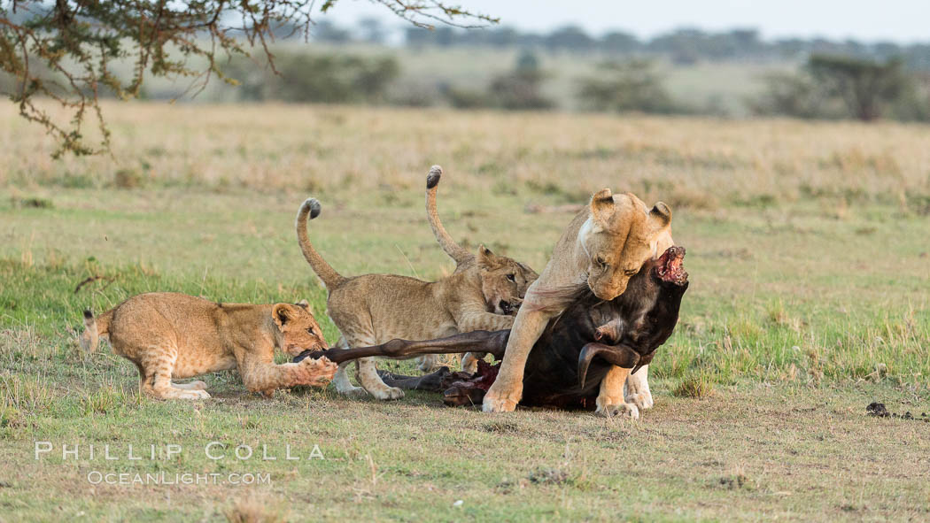 Lionness and cubs with kill, Olare Orok Conservancy, Kenya., Panthera leo, natural history stock photograph, photo id 30105