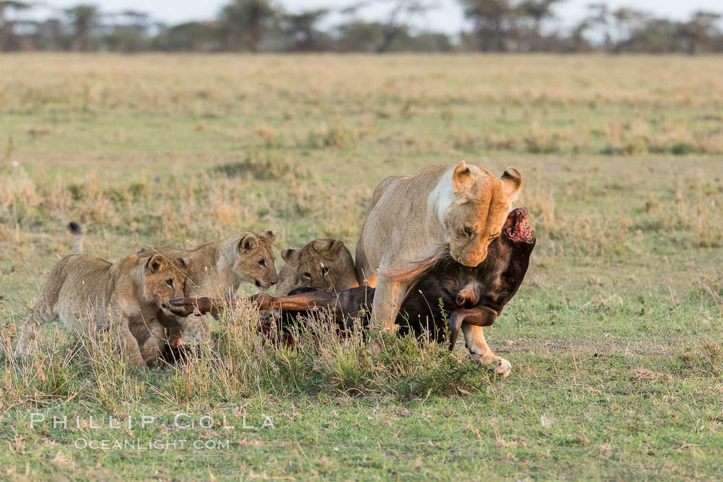 Lionness and cubs with kill, Olare Orok Conservancy, Kenya., Panthera leo, natural history stock photograph, photo id 30109