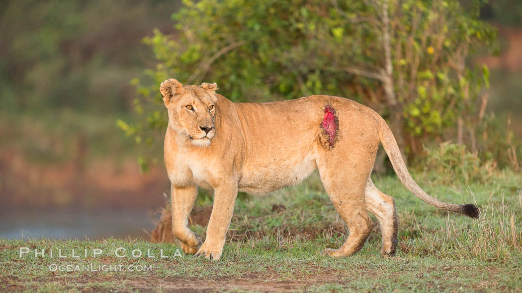 Lionness with injury from water buffalo, Maasai Mara National Reserve, Kenya., Panthera leo, natural history stock photograph, photo id 29915