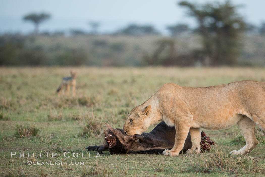 Lionness with kill, Olare Orok Conservancy, Kenya., Panthera leo, natural history stock photograph, photo id 30102
