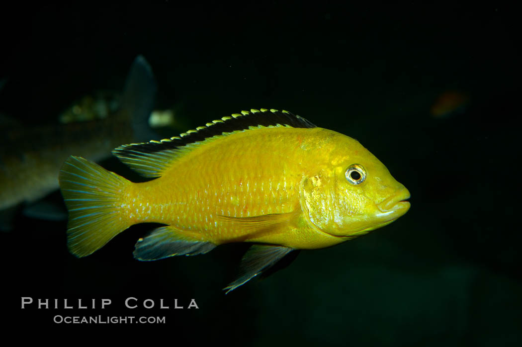 Lions cove yellow labido., Labidochromis, natural history stock photograph, photo id 11003