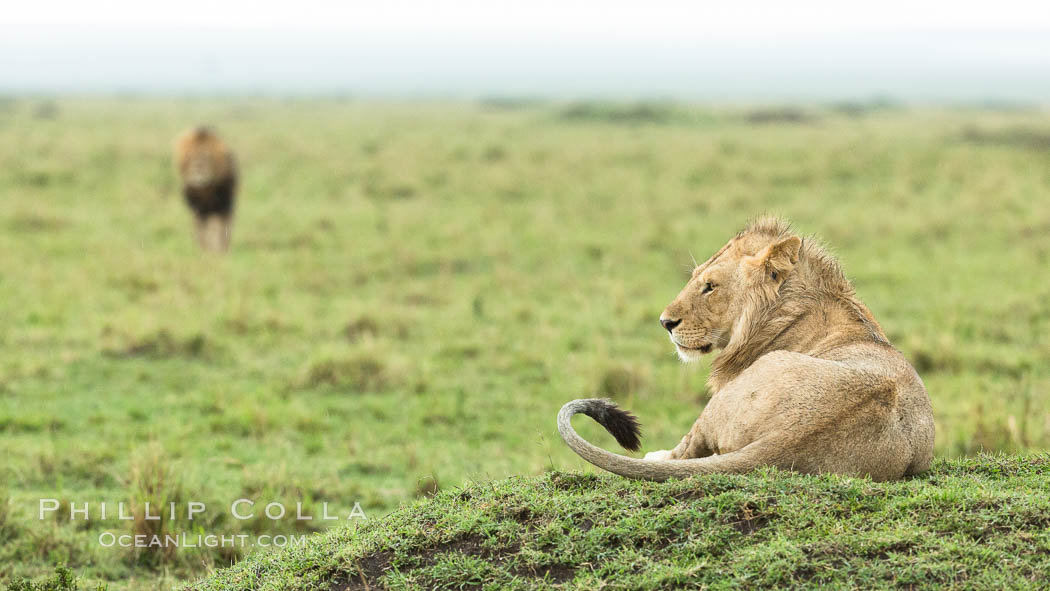 Lions, Maasai Mara National Reserve, Kenya., Panthera leo, natural history stock photograph, photo id 29861