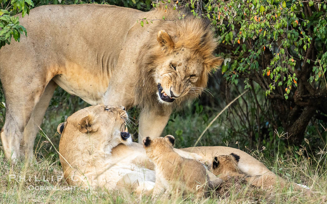 Lions, Mara North Conservancy, Kenya., Panthera leo, natural history stock photograph, photo id 39654