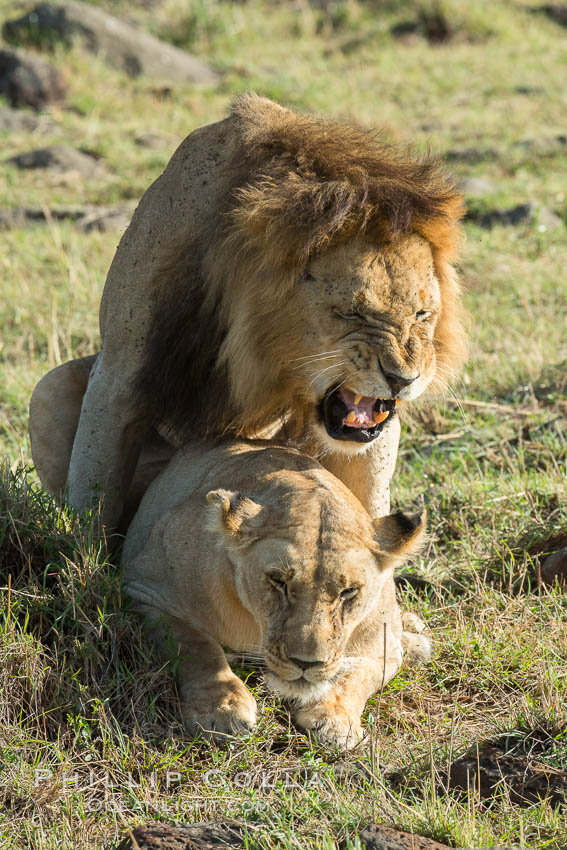 Lions mating, Maasai Mara National Reserve, Kenya., Panthera leo, natural history stock photograph, photo id 29891