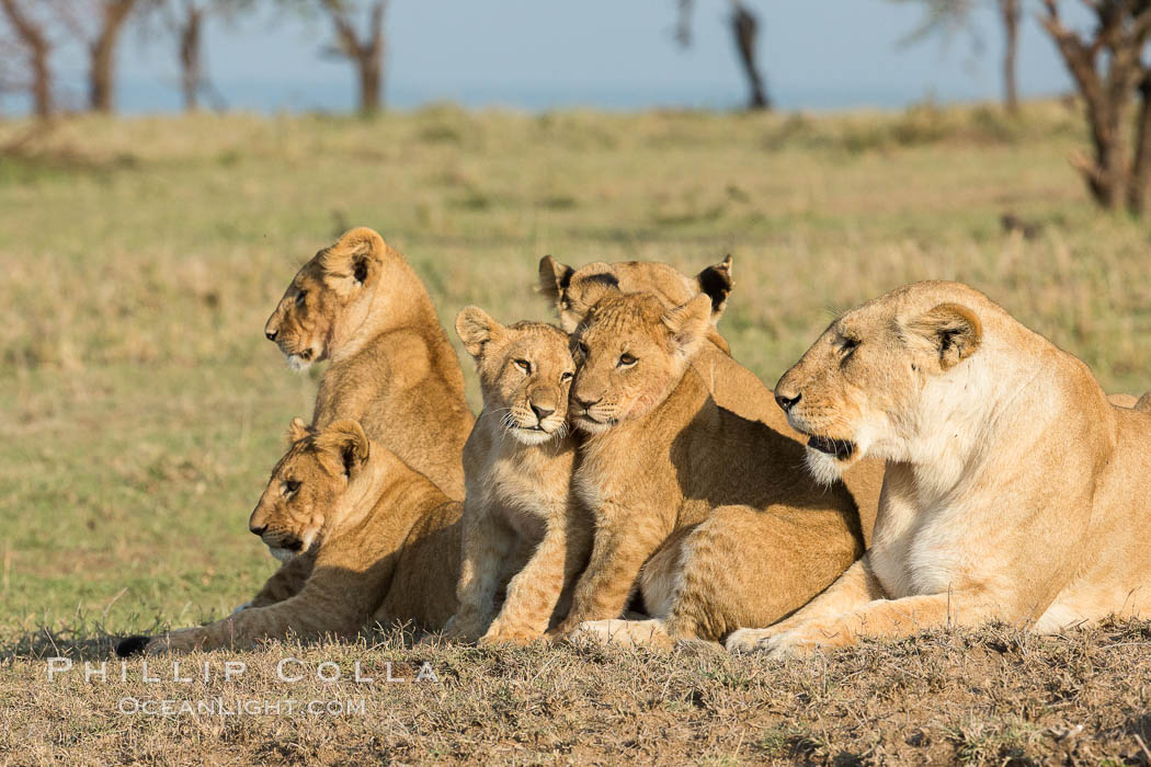 Lions, Olare Orok Conservancy, Kenya., Panthera leo, natural history stock photograph, photo id 30138