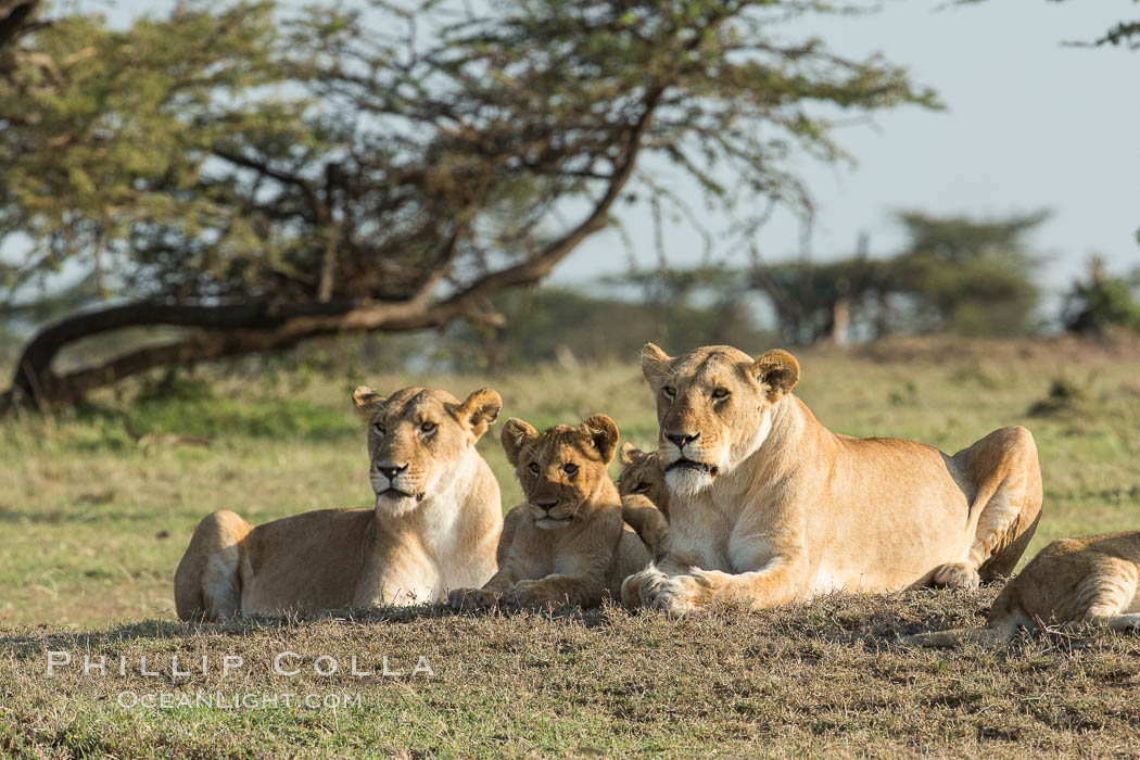 Lions, Olare Orok Conservancy, Kenya., Panthera leo, natural history stock photograph, photo id 30140