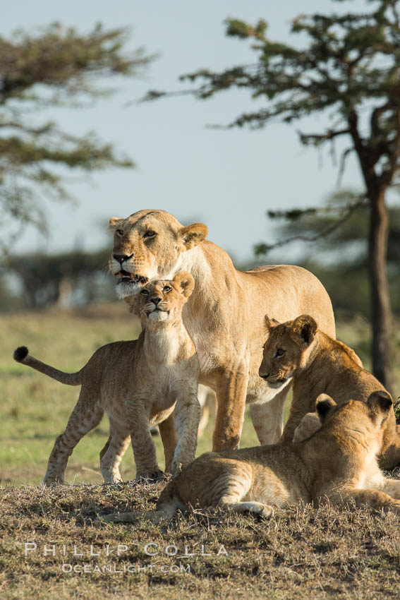 Lions, Olare Orok Conservancy, Kenya., Panthera leo, natural history stock photograph, photo id 30139