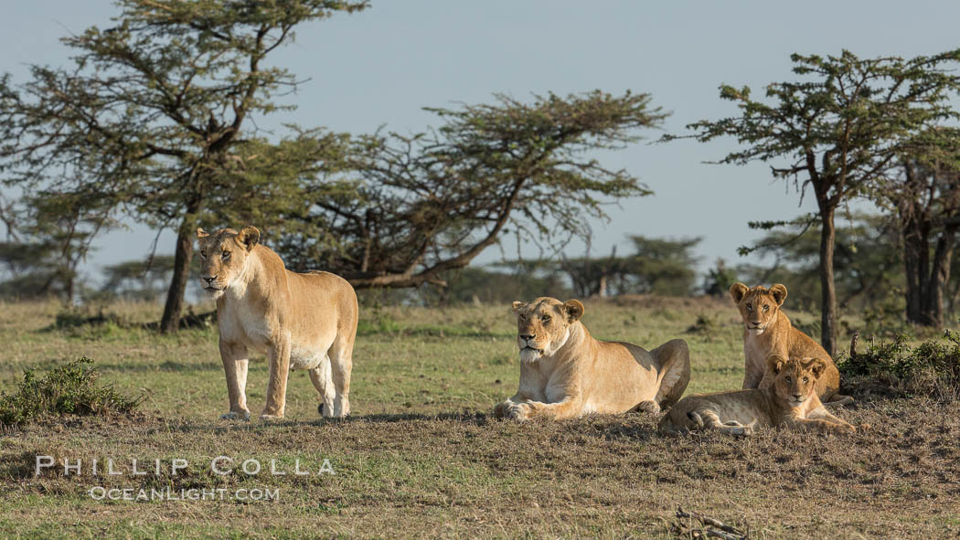 Lions, Olare Orok Conservancy, Kenya., Panthera leo, natural history stock photograph, photo id 30143