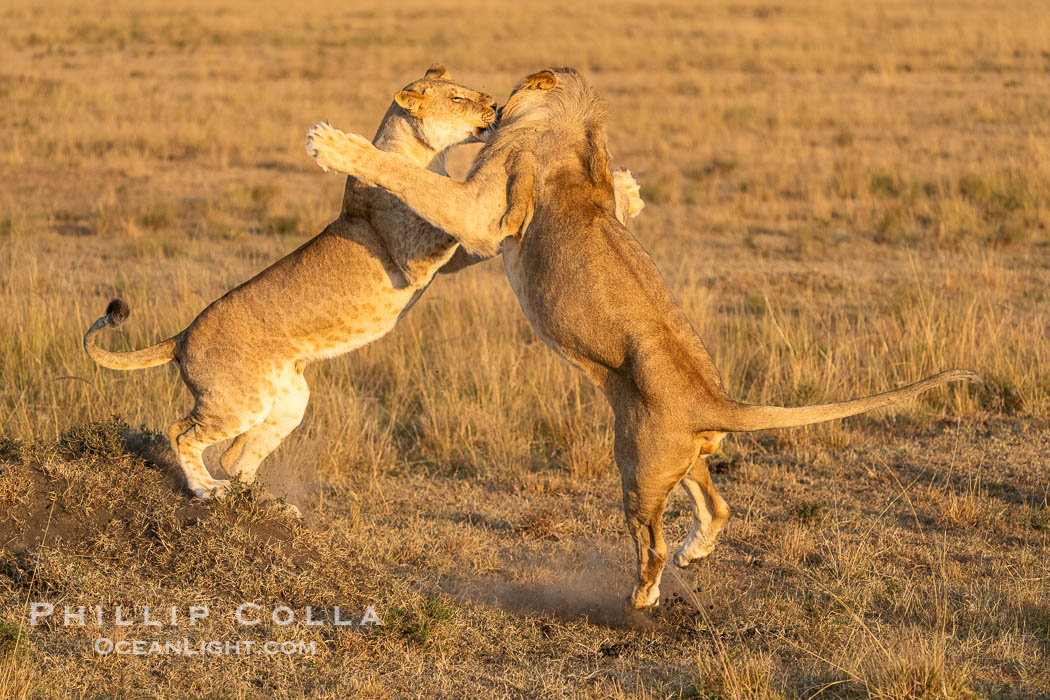 Lions Socializing and Playing at Sunrise, Mara North Conservancy, Kenya. These lions are part of the same pride and are playing, not fighting., Panthera leo, natural history stock photograph, photo id 39688